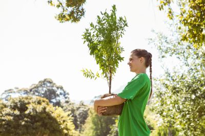 Dogwood Tree Planting