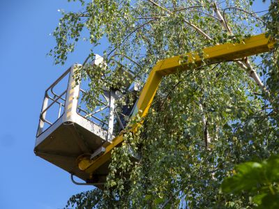 Tree Installation Service