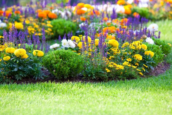 Flower Bed Maintenance in Danville