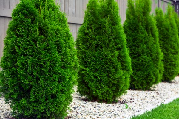 Arborvitae Planting in Danville