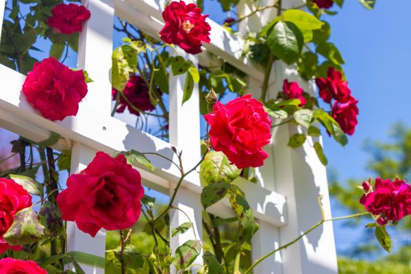 Home Gardening Service in Danville