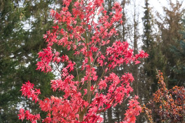 Japanese Maple Planting in Danville