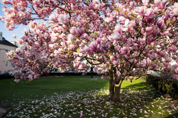 Magnolia Tree Planting in Danville