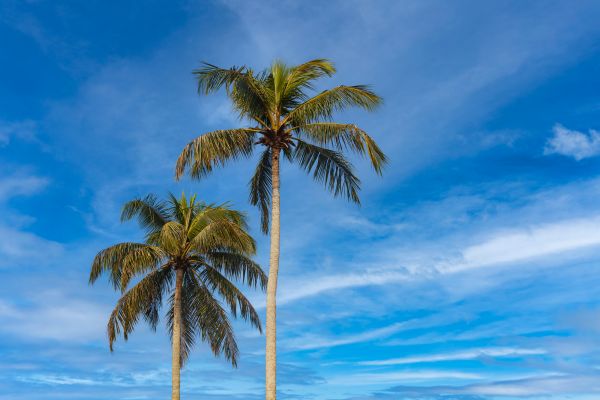 Palm Tree Planting in Danville