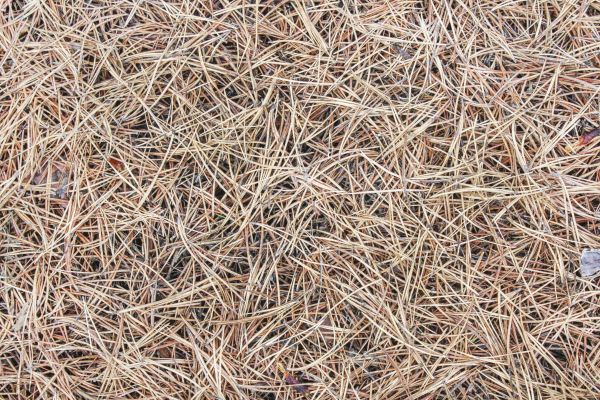 Pine Straw Installation in Danville