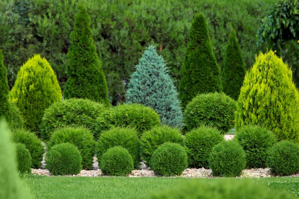 Shrub Replacement in Danville