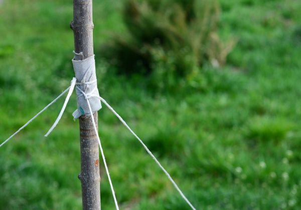 Tree Staking Service in Danville