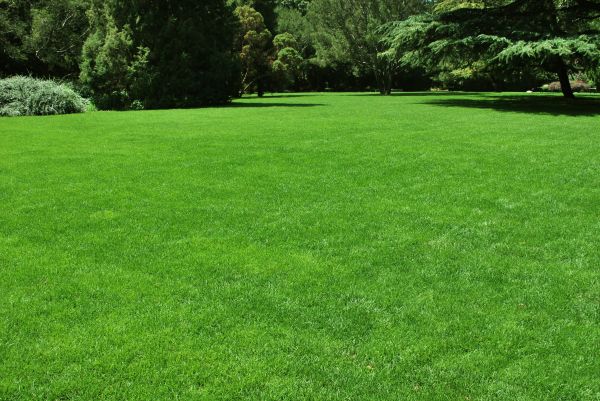 Lawn Landscaping in Danville