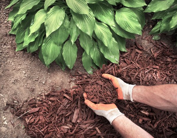 Shredded Mulch Service in Danville