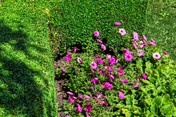 Softscaping Service in Danville