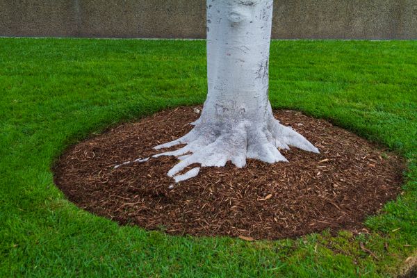 Brown Mulch Installation in Danville