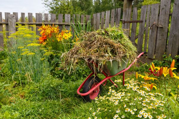 Garden Cleanup Service in Danville