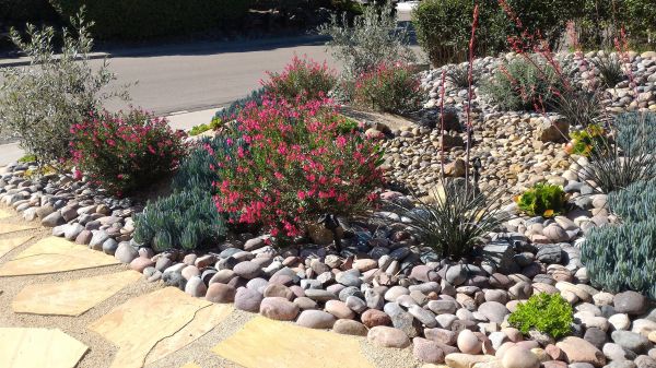 Xeriscape Landscaping in Danville