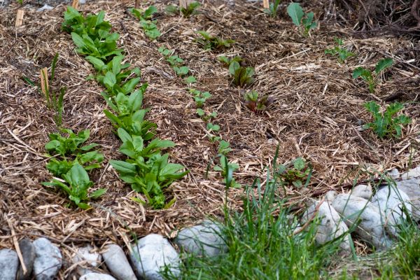 Mulch Service in Danville