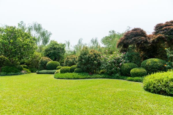 Tree Landscaping in Danville