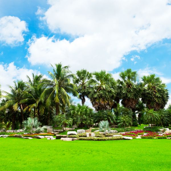 Tropical Landscaping in Danville