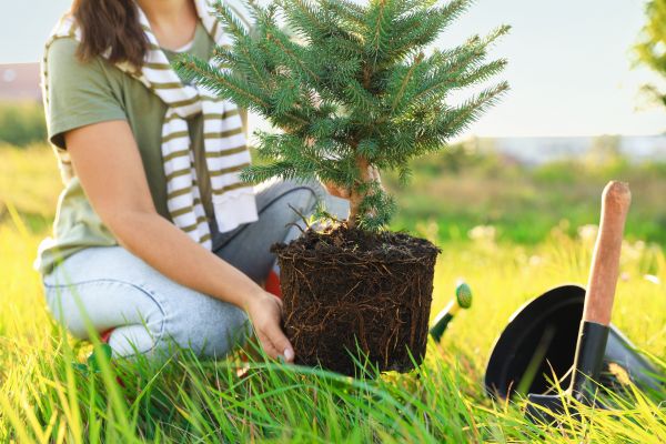 Spruce Tree Planting in Danville