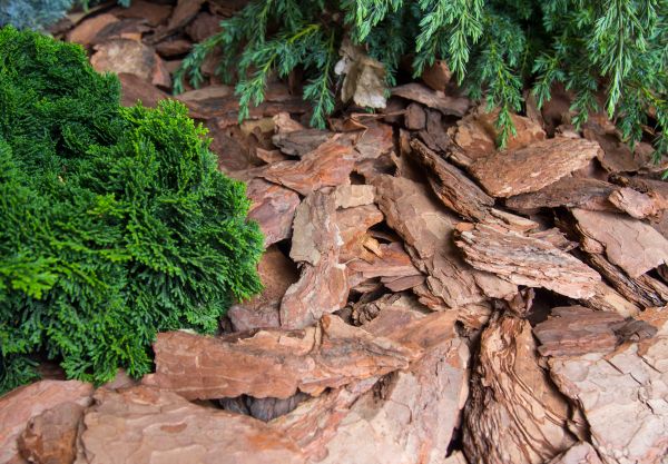 Pine Bark Installation in Danville