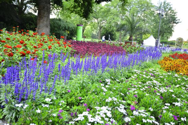 Perennials Planting in Danville