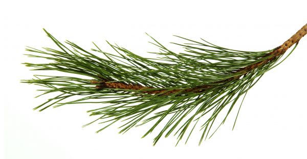 Pine Needles Installation in Danville