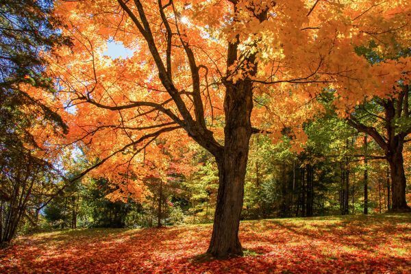 Maple Tree Planting in Danville