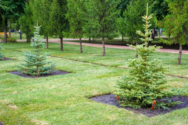 Privacy Trees Planting in Danville
