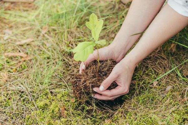 Oak Tree Planting in Danville