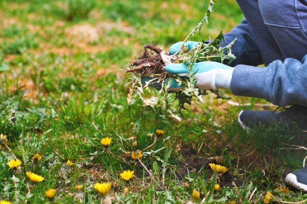 Flower Bed Clearing in Danville