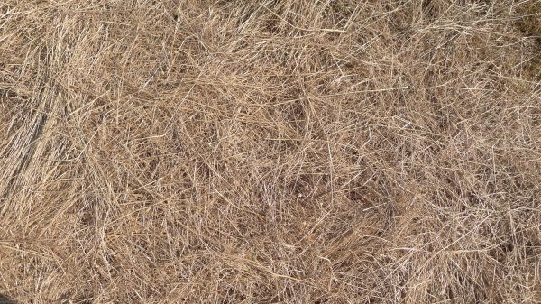 Pine Straw Replacement in Danville