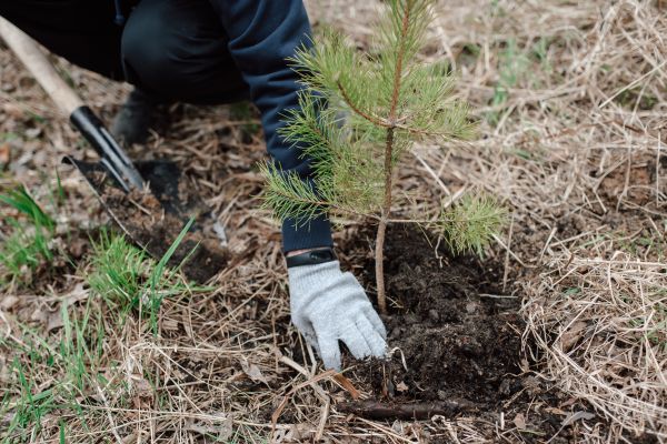 Pine Tree Planting in Danville