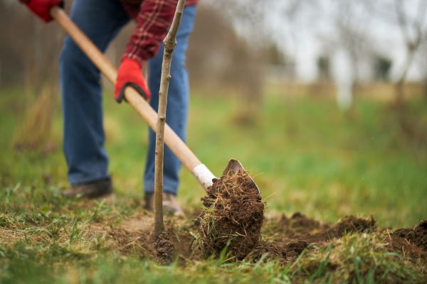 Trees Planting in Danville