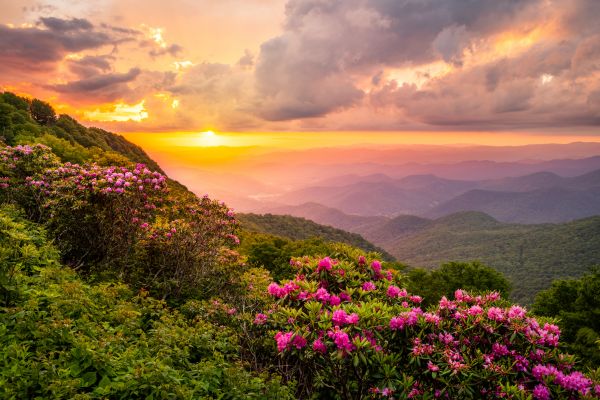 Hill Landscaping in Danville