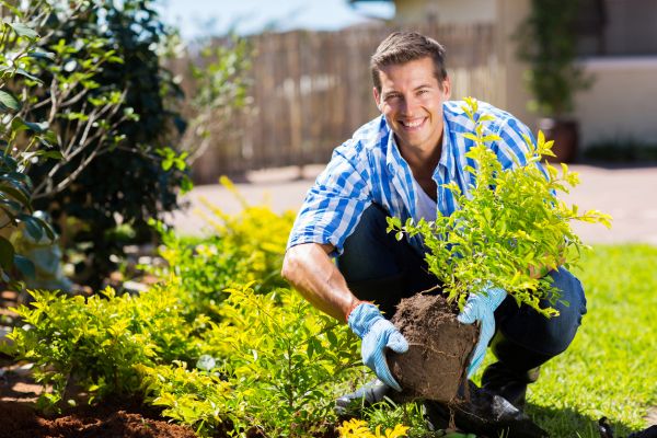 Shrub Landscaping in Danville