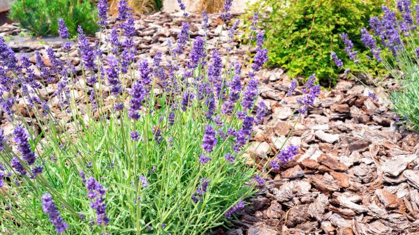 Pine Bark Landscaping in Danville