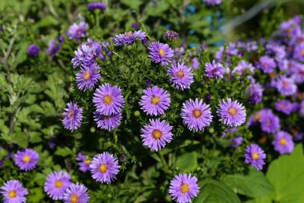 Perennial Flower Planting in Danville