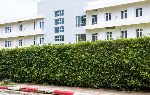 Privacy Landscaping in Danville