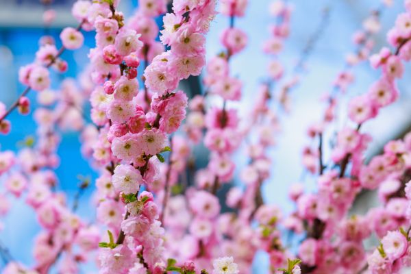 Japanese Cherry Tree Planting in Danville