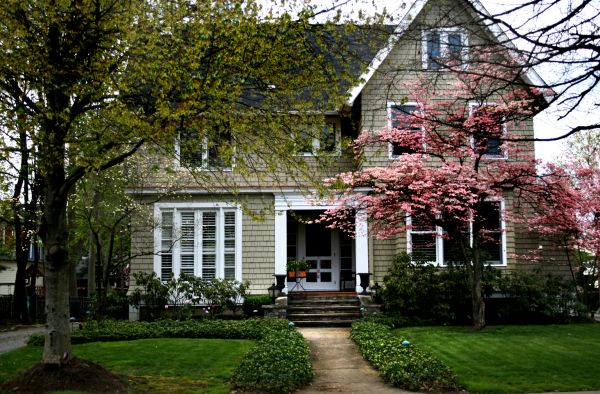 Ornamental Tree Planting in Danville