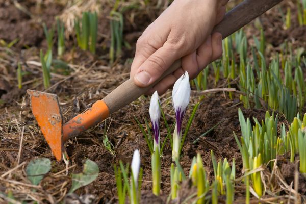 Flower Garden Weeding in Danville
