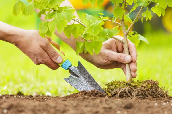 Fruit Tree Planting in Danville