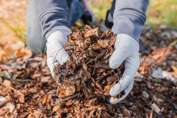 Shredded Mulch Installation in Danville