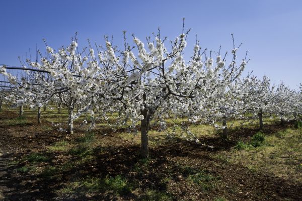 Orchard Planting in Danville