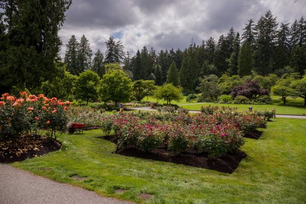 Flower Garden Landscaping in Danville
