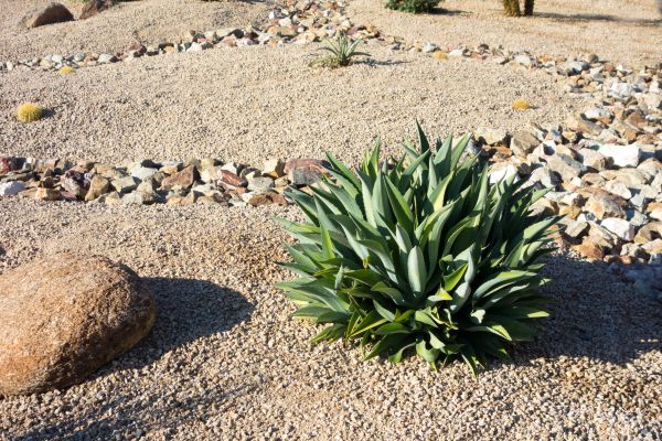 Xeriscaping Service in Danville