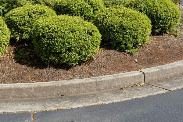 Pine Mulch Installation in Danville