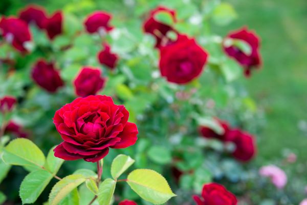 Rose Planting in Danville