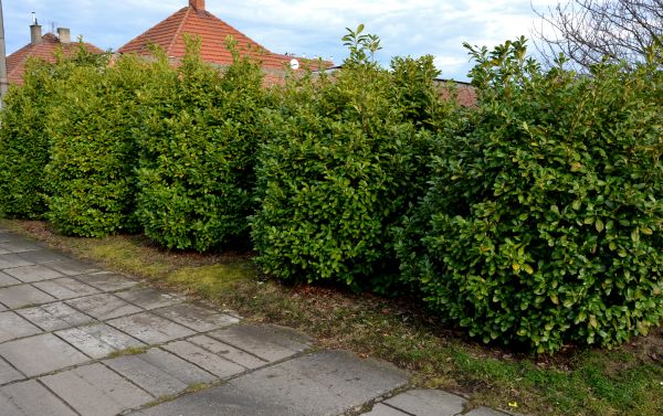 Privacy Shrub Installation in Danville