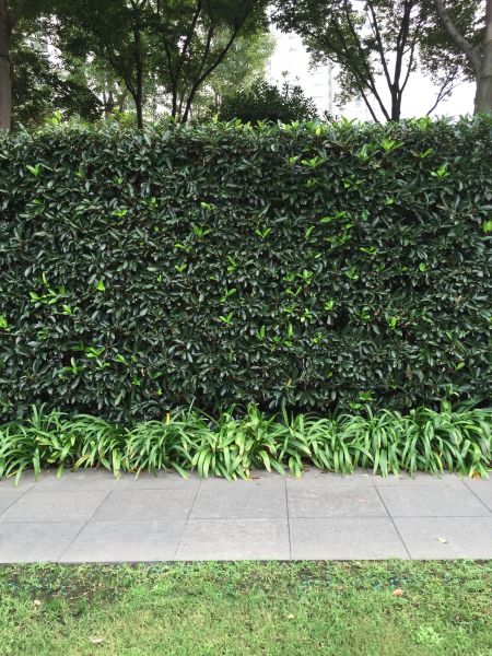 Privacy Shrub Planting in Danville