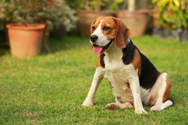 Dog Friendly Landscaping in Danville