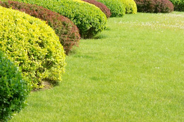 Shrubbery Planting in Danville